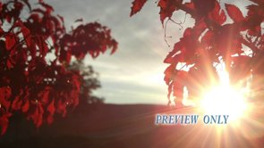 Read more about the article Red Leaves Autumn Worship Loop