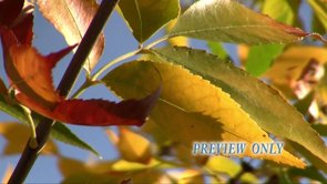 Read more about the article Fall: Propresenter Moving Background