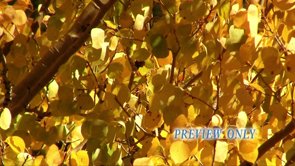 Read more about the article Golden Aspen Leaves Worship Motion