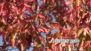 Read more about the article Free Red Leaves Fall Moving Background