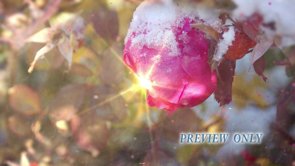 Read more about the article Rose Snow And Flare Winter Worship