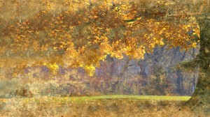 Read more about the article Grunge Autumn: HD Still Background Slide