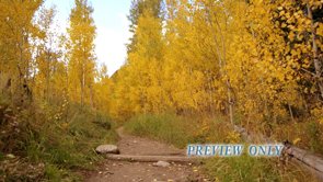 Read more about the article Colorado Aspen Motion Background Video