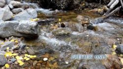 Read more about the article Mountain River And Golden Aspen Leaves