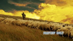 Read more about the article Shepherd And Sheep: Christmas Motion Loop