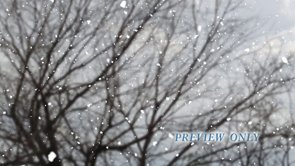 Bare Tree Branches And Falling Snow