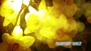 Read more about the article Free Flowers Mother’s Day Background