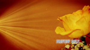 Read more about the article Yellow Rose And Light Rays Motion Background