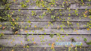 Read more about the article Free Weathered Wood And Green Leaves