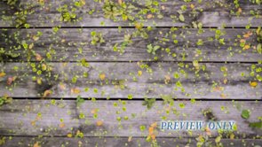 Read more about the article Free Weathered Wood And Green Leaves