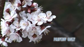 Read more about the article Free Spring Tree Flowers Background