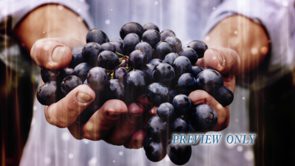 Read more about the article Fruit Of The Spirit Motion Background Video Loop