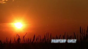 Read more about the article Sunset Worship Loop: Nature Motion