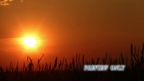 Read more about the article Sunset Worship Loop: Nature Motion