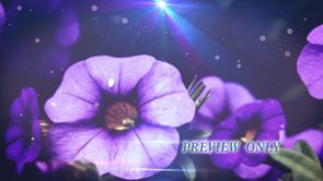 Read more about the article Free Summer And Mother’s Day Motion Background