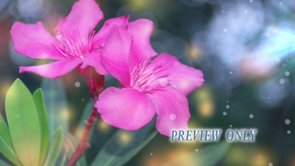 Read more about the article Spring Flowers Motion Mother’s Day Loop