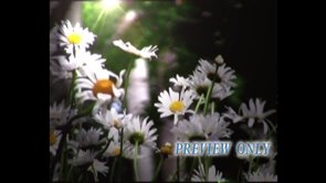 Read more about the article Spring And Summer Flowers Motion Worship