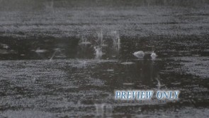 Read more about the article Rain Drops On Black Asphalt Summer Loop