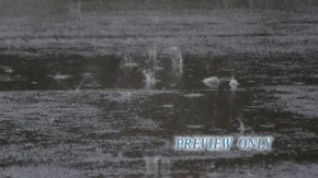 Read more about the article Rain Drops On Black Asphalt Summer Loop