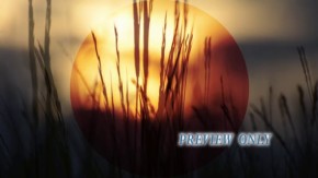 Read more about the article Summer Sunset And Tall Grass Motion Loop