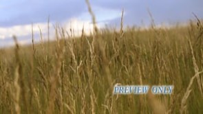 Read more about the article Summer Worship Tall Grass Background