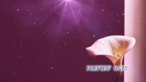 Read more about the article Free Summer Flower Worship Motion