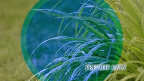 Read more about the article Rain Drops Falling On Green Leaves