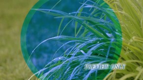 Read more about the article Rain Drops Falling On Green Leaves