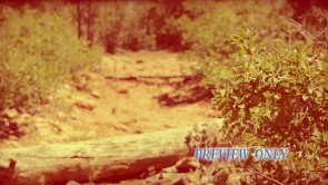 Read more about the article Nature Trail Old Film Motion Graphics