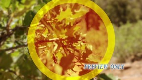 Oak Tree Branck Motion Background