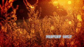 Read more about the article Autumn Weeds Worship Motion Loop