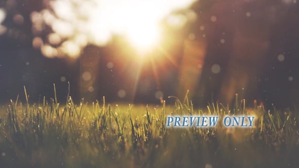 Read more about the article Blades Of Grass At Sunset Motion