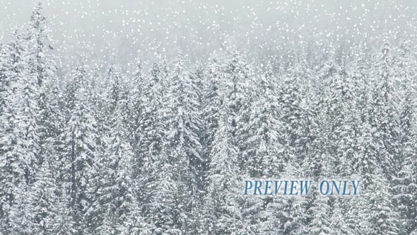 Read more about the article White Winter Forest And Falling Snow