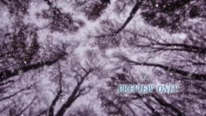 Read more about the article Tall Trees And Snow Still Winter Background