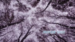 Read more about the article Tall Forest Trees And Falling Snow