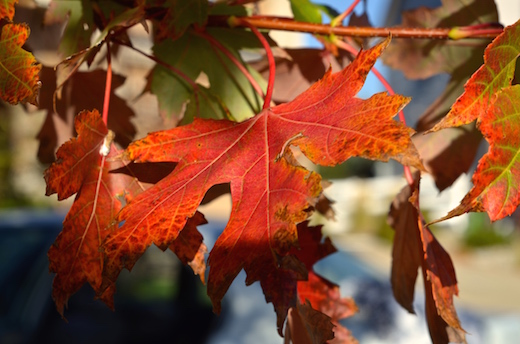 Read more about the article Free Rugged Autumn Still Background Image