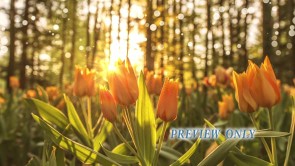 Read more about the article Spring Tulips: Still Nature Background
