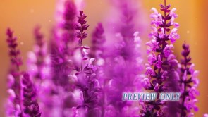 Read more about the article Still: Purple Flowers