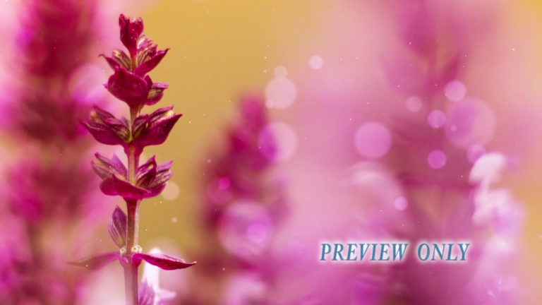 Read more about the article Beautiful Purple Flowers Motion Worship