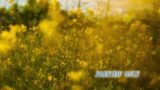 Beautiful Yellow Flowers Motion