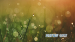 Read more about the article Summer Grass: Free Nature Background