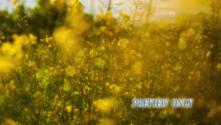 Read more about the article Beautiful Yellow Flowers Nature Motion Loop