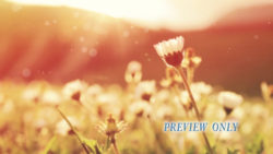 Read more about the article Summer Flowers Nature Motion Background