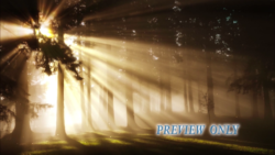 Read more about the article Trees Light And Dust Background Motion