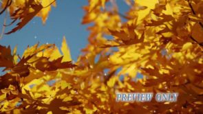 Read more about the article Autumn Golden Leaves Video