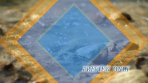 Read more about the article Mountain River And Shapes Motion