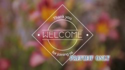 Read more about the article Blurred Flowers Welcome Title