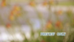 Read more about the article Blurred Flower Garden Background