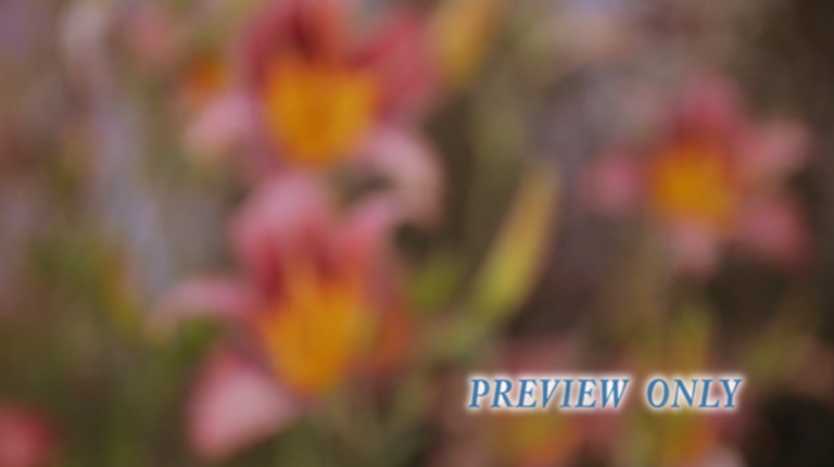 Read more about the article Blurred Flowers Motion Video