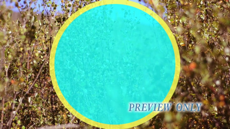 Read more about the article Nature Foliage Worship Motion Graphics